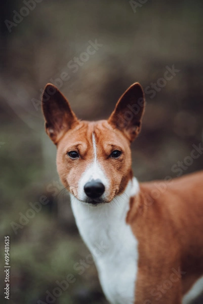 Obraz Basenji dogs in their natural environment.