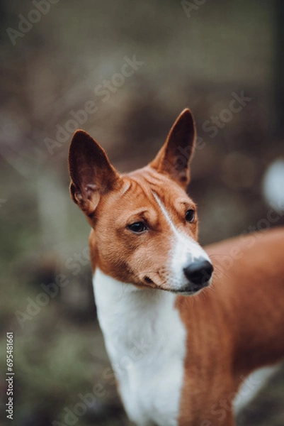 Obraz Basenji dogs in their natural environment.