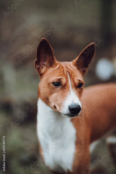 Obraz Basenji dogs in their natural environment.