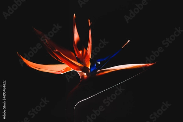 Obraz Colorful flowers