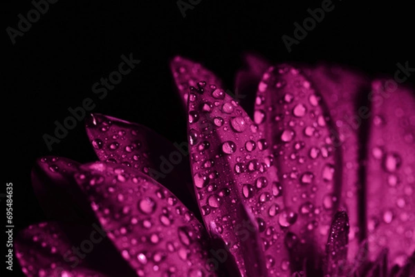 Obraz Colorful flowers