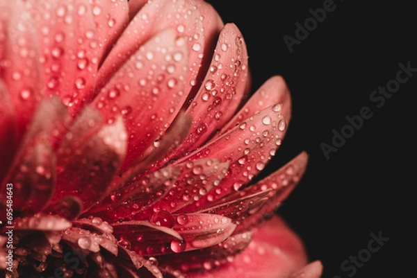 Obraz Colorful flowers