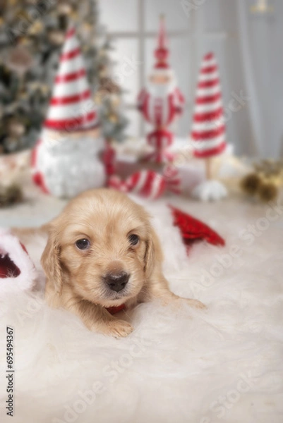 Obraz cucciolo natale