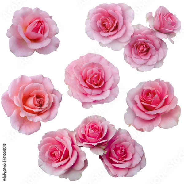 Obraz Collage of delicate pink roses isolated on transparent background. Detail for creating a collage


Collage of delicate pink roses isolated on transparent background