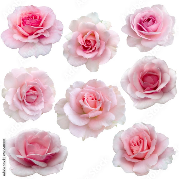 Obraz collage of delicate pink roses isolated on transparent background