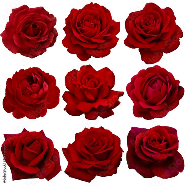 Obraz Collage of red roses isolated on transparent background