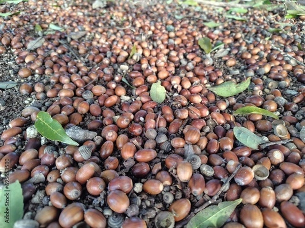 Fototapeta beans background