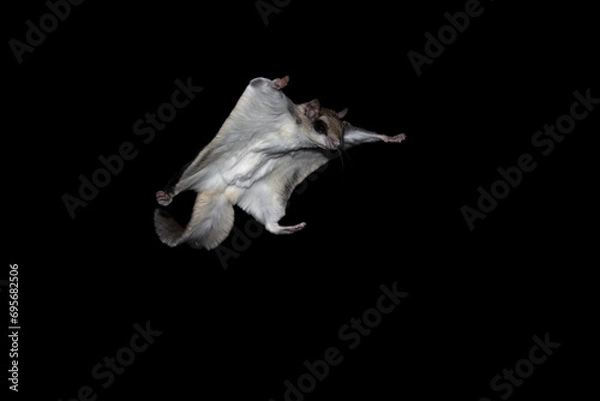 Obraz Isolated Southern Flying Squirrel (Glaucomys volans) on black background Airborne rodent in full flight, membrane extended gliding to a tree trunk. Nocturnal by nature these creatures active at night