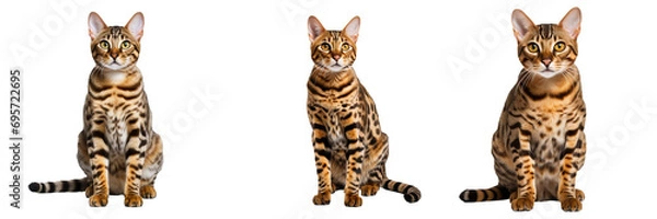 Fototapeta Fierce Bengal Cat in Full Body Pose - Transparent Background