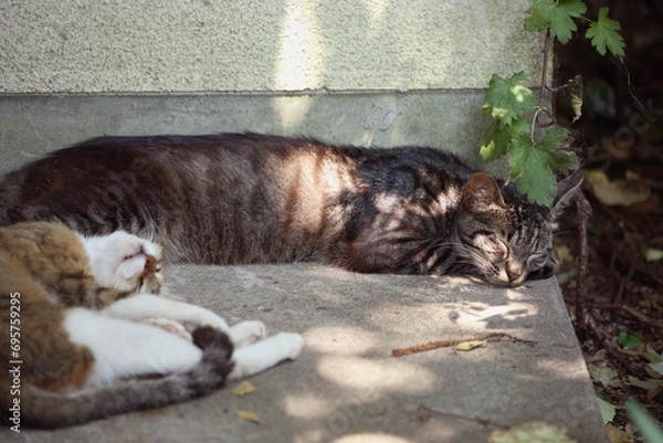 Fototapeta 　キジトラ猫（母）とキジクロ猫（息子）、夏の昼下がり