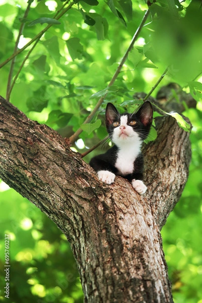Fototapeta 木の上から遠くを望む猫