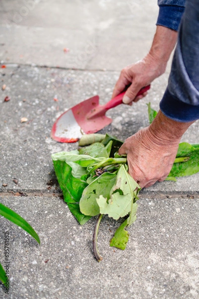 Fototapeta 庭のお手入れ作業、庭木の剪定。地域の清掃活動、掃除、ボランティア。高齢者男性、柿の葉っぱ、秋。田舎暮らし