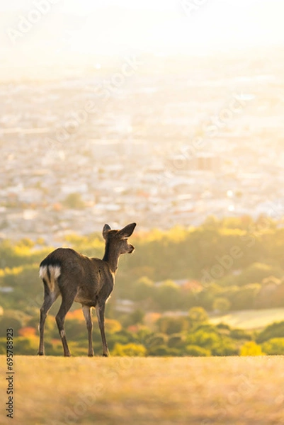 Obraz 若草山の鹿