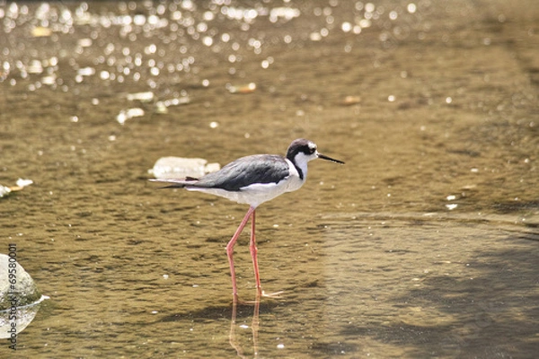 Fototapeta クロエリセイタカシギ