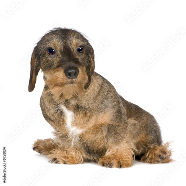 Obraz Dachshund (2 years)