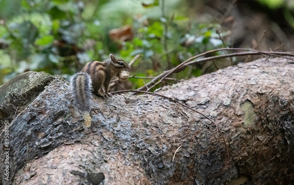 Fototapeta Belgian Chipmunk