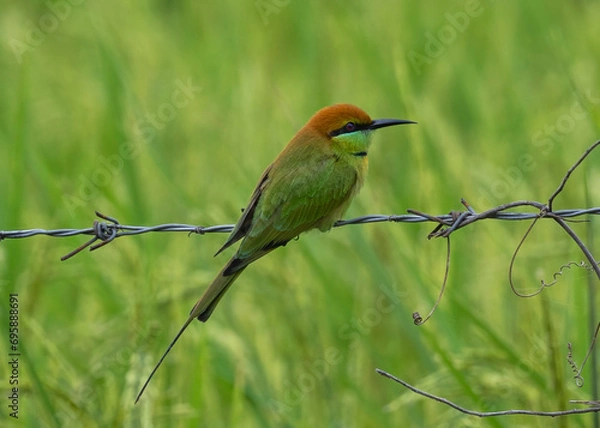 Fototapeta Green Bee Eater