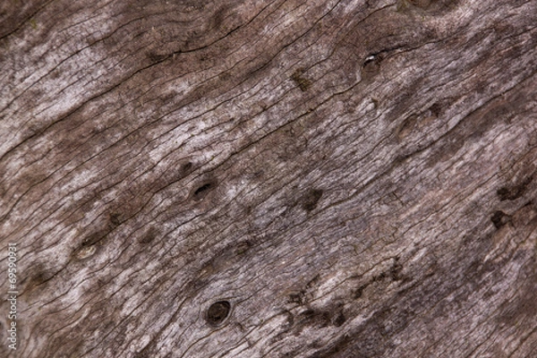 Fototapeta Closeup of Texture and Grain on Tamboti Stump