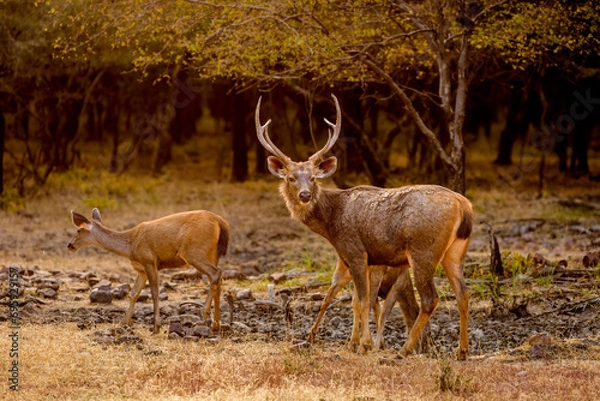 Fototapeta Sambar deer, Ranthambore
