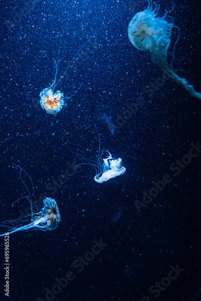 Fototapeta Jellyfish