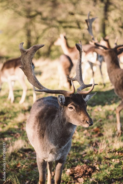 Fototapeta Deer