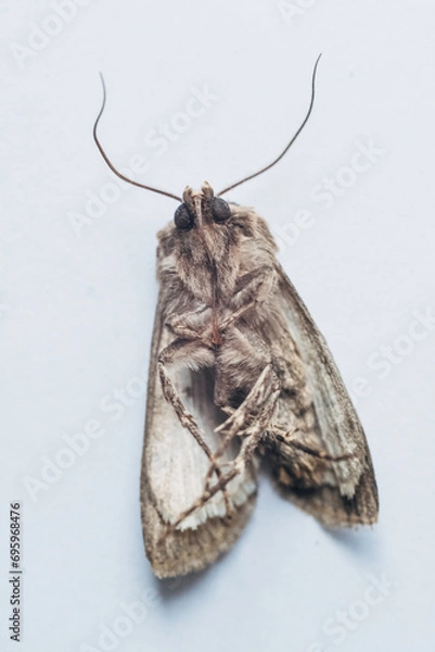Fototapeta Macro Moth