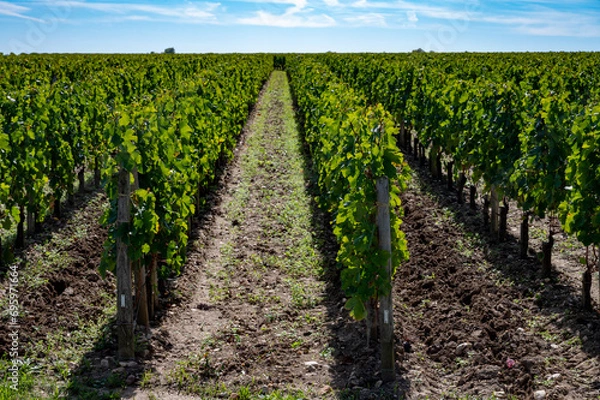 Fototapeta Harvest grapes in Pomerol village, production of red Bordeaux wine, Merlot or Cabernet Sauvignon grapes on cru class vineyards in Pomerol, Saint-Emilion wine making region, France, Bordeaux