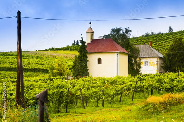 Obraz Winery, wine landscape in Hungary.