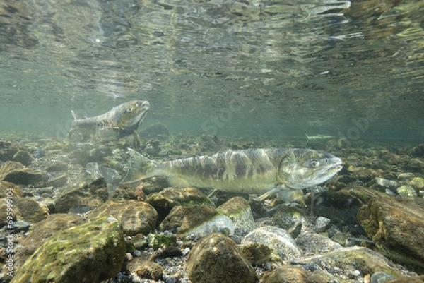 Obraz 鮭のペアが故郷の川を泳ぐ