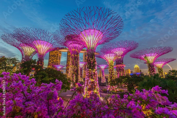 Fototapeta Nocny widok na gaj Supertree w Gardens by the Bay