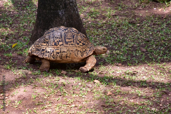 Obraz Large land turtle in the photo close-up.
