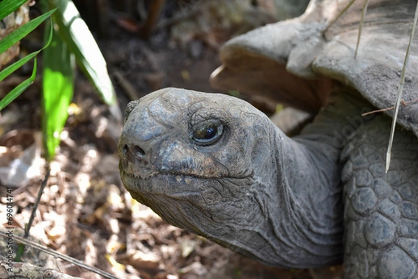 Obraz Giant Galapagos tortoise, close-up photo.