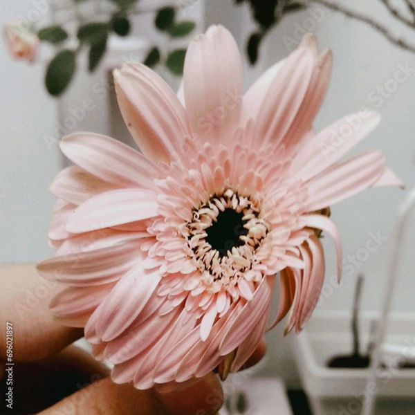 Obraz pink gerber daisy flower blown by spring wind