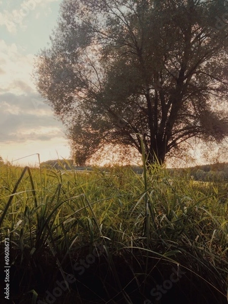 Obraz Ein alter Baum