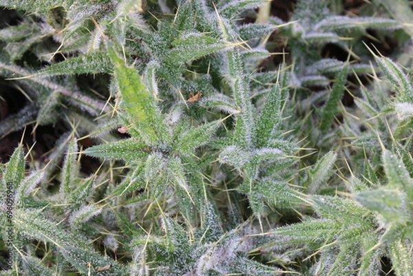 Fototapeta Up close picture of leaves from a Spear Thistle weed, scientific name Cirsium vulgare
