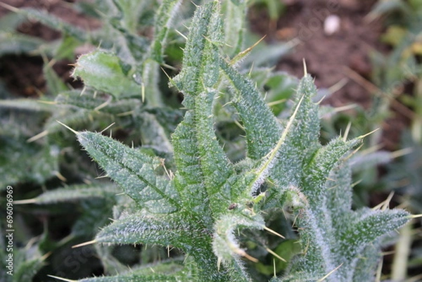 Fototapeta Up close picture of leaves from a Spear Thistle weed, scientific name Cirsium vulgare