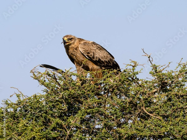 Fototapeta Tawny Eagle with prey on top of the acacia tree against blue sky