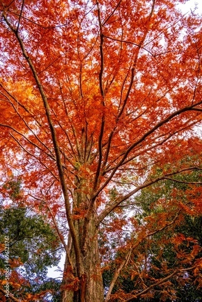 Fototapeta メタセコイア