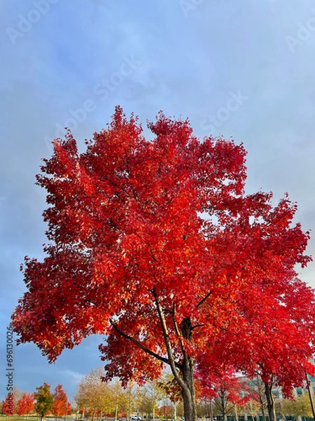 Obraz red tree