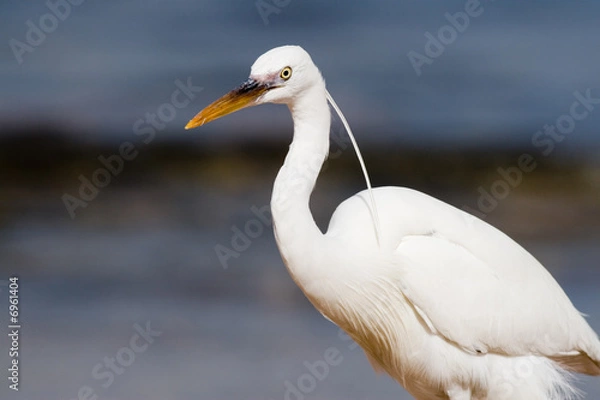 Obraz White Heron
