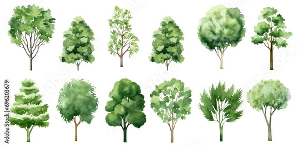Fototapeta Collection of watercolor illustration green tree isolated on background. PNG transparent background.