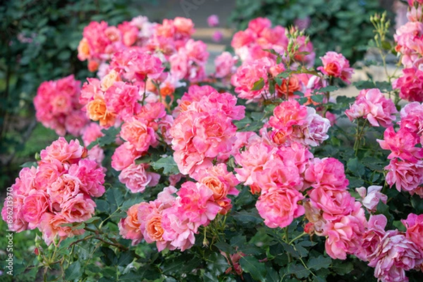 Obraz 相模原北公園のバラ