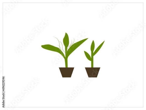 Obraz Palm tree leaves collection,3d rendering of carrotwood trees,A small plant is growing out of a pile of soil.Hand drawn collection of tropical leaves,Snake plant sansevieria trifasciata png isolated 