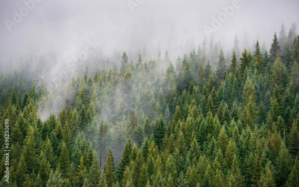 Obraz Thick Green Forest at The Mount Hood National Forest