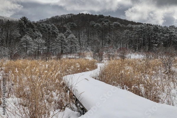 Obraz 雪原の木道
