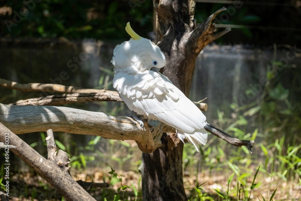 Fototapeta white cockatoo on the branch