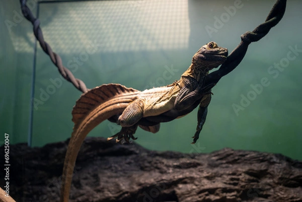 Fototapeta lizard in a terrarium
