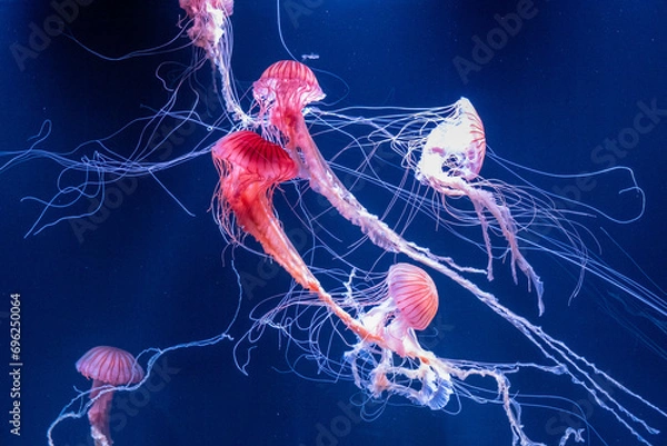 Fototapeta jellyfish in the water
