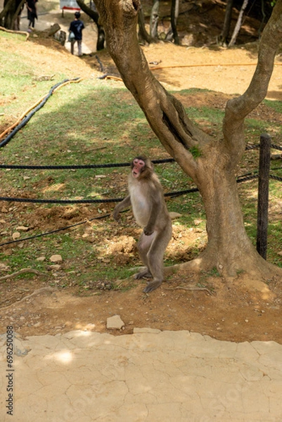 Fototapeta japanese macaque stay next to a tree