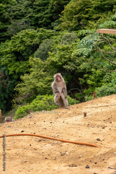 Fototapeta japanese macaque sitting on a stake